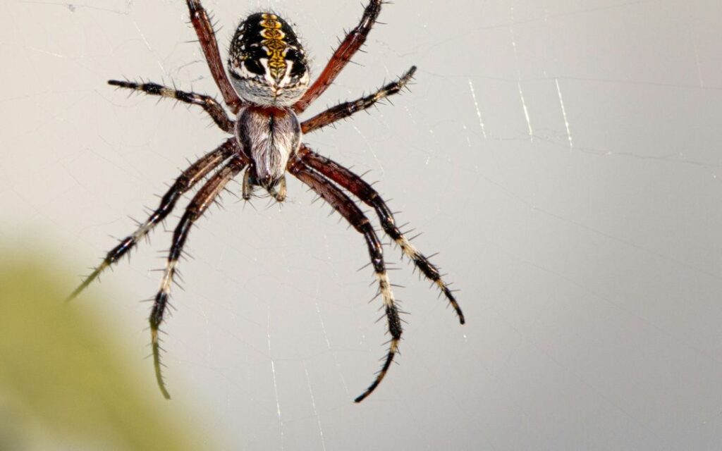 Spider Pest Control Melbourne