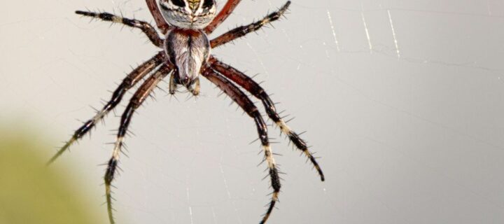 Effective Spider Pest Control in Melbourne with Infinity Pest Solutions