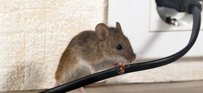 Effective Rodent Control in Endeavour Hills