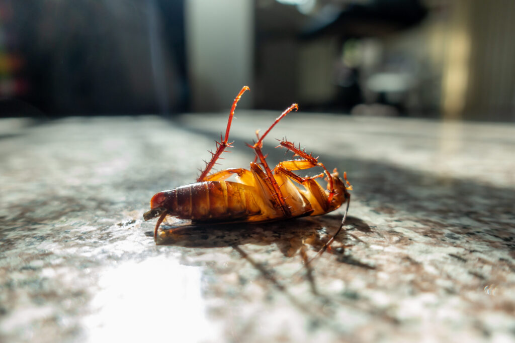 cockroach extermination Scoresby